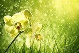 Polní orchidej - Divoká krása