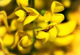 Květ plný zářivé žluti