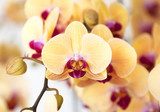 Pěkná žlutá orchidej.   