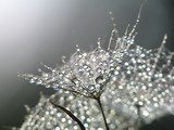 Jemné kapky rosy v makro detailu