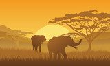 Siluety slonů v africké savaně při západu
