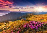 Večerní horská panoráma s květy