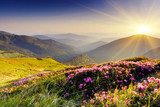 Západ slunce nad horami a květinami