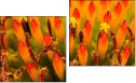 Diptych