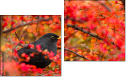 Diptych