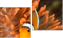 Diptych