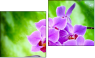 Diptych