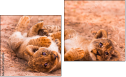 Diptych