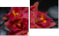 Diptych