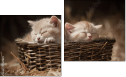 Diptych