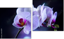 Diptych