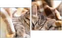 Diptych