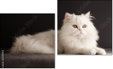 Diptych