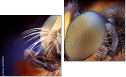 Diptych
