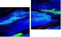 Diptych