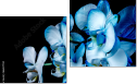 Diptych