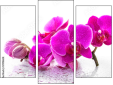 Triptych