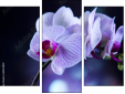 Triptych