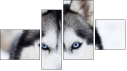 Fortyk