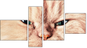 Fortyk