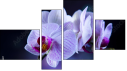 Fortyk