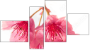 Fortyk