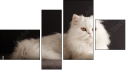 Fortyk