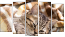 Pentaptych