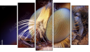 Pentaptych