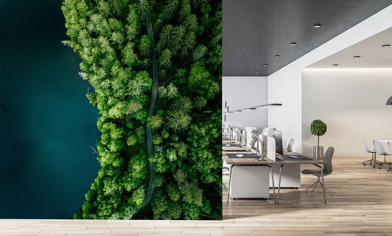 lesni stezka podel vody z ptaci perspektivy fototapety do kancelare fototapety demural